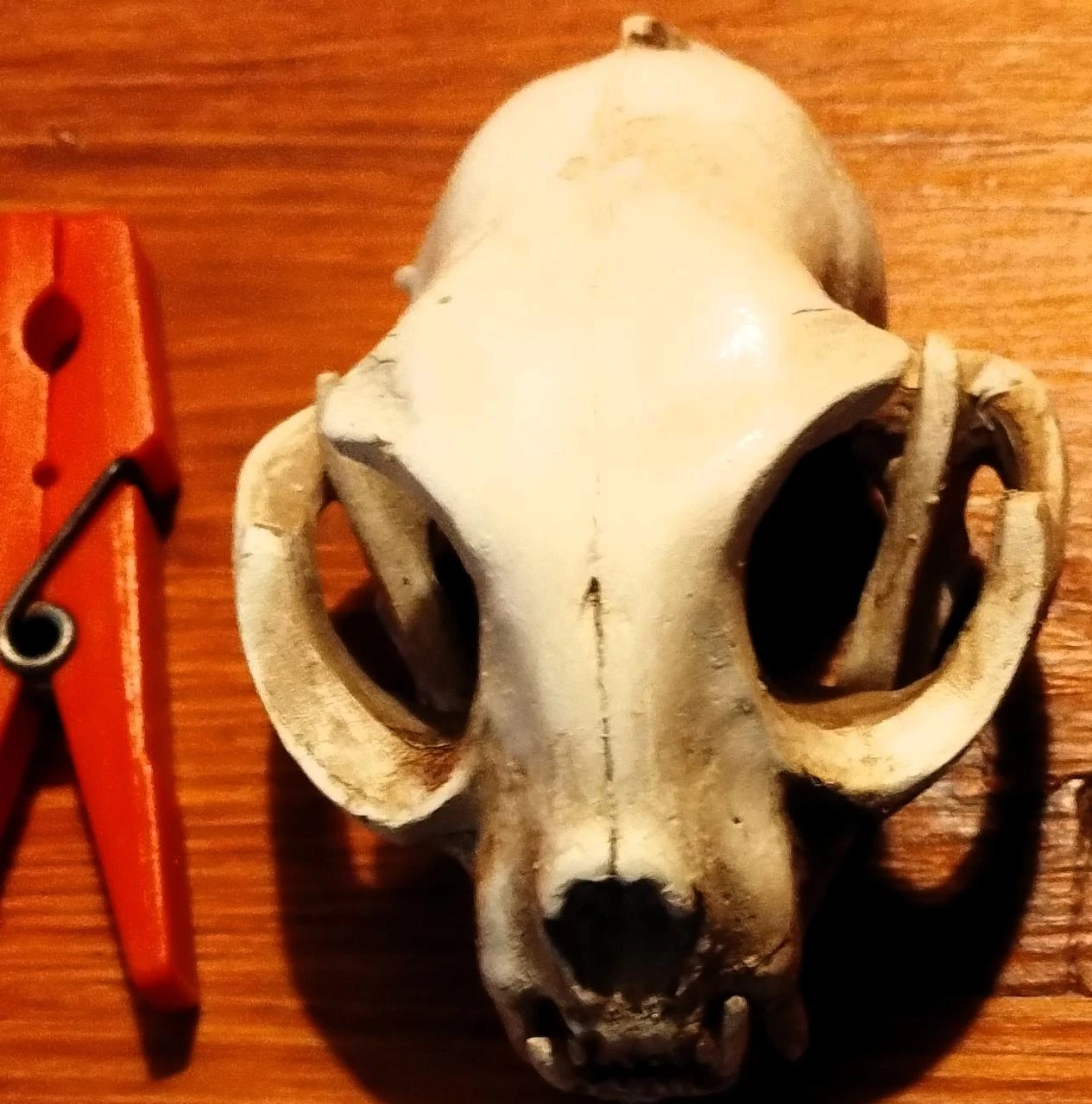 Caveira Gato Decorativa Cranio Skull – photo 5